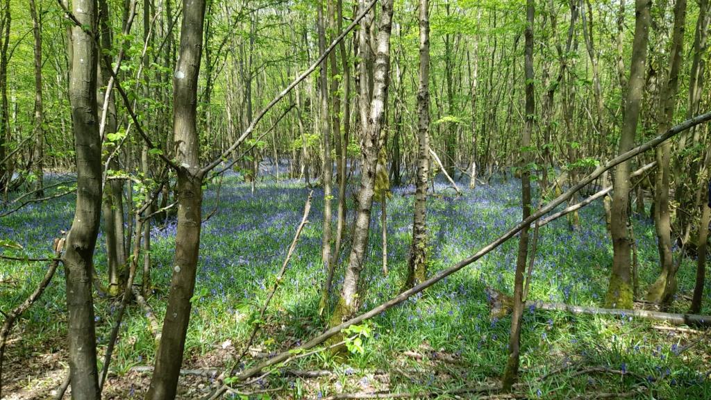 Lot: 136 - ALMOST THREE ACRES OF WOODLAND - General View. Historic photographs provided by Seller